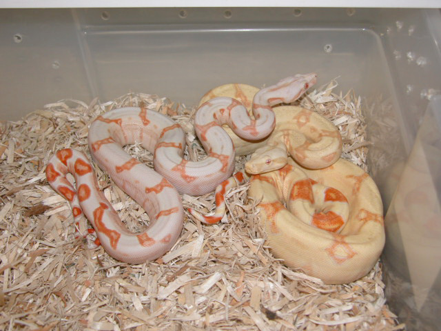 SUNGLOW & ALBINO