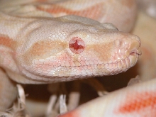 HEAD SHOT