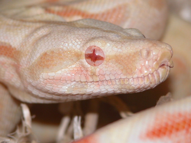 HEAD SHOT