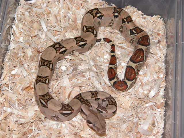 Pastel Het Albino