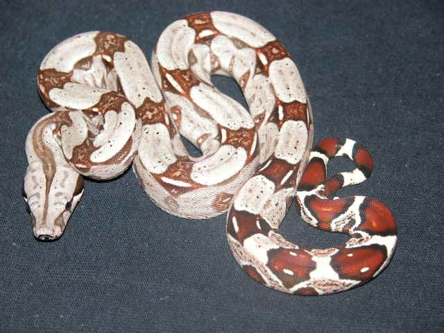 BrownsBoas
