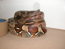 BrownsBoas