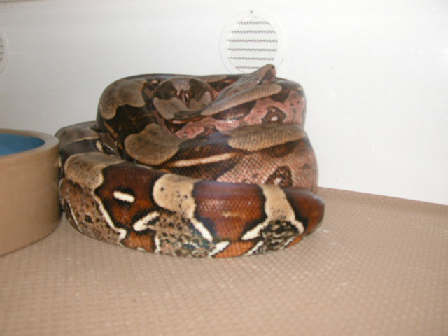 BrownsBoas