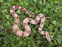 Guyana Het. Albino