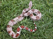 Guyana Het. Albino