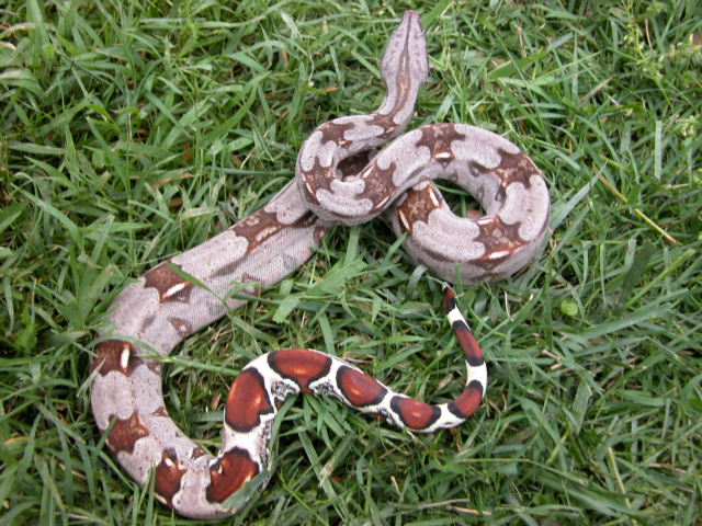 Guyana Het. Albino