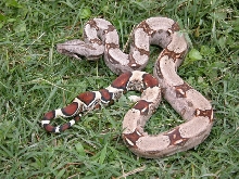 Guyana Het. Albino
