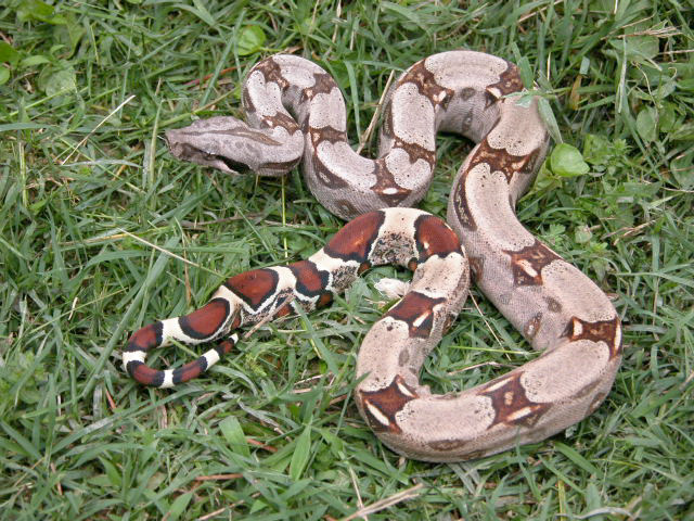 Guyana Het. Albino