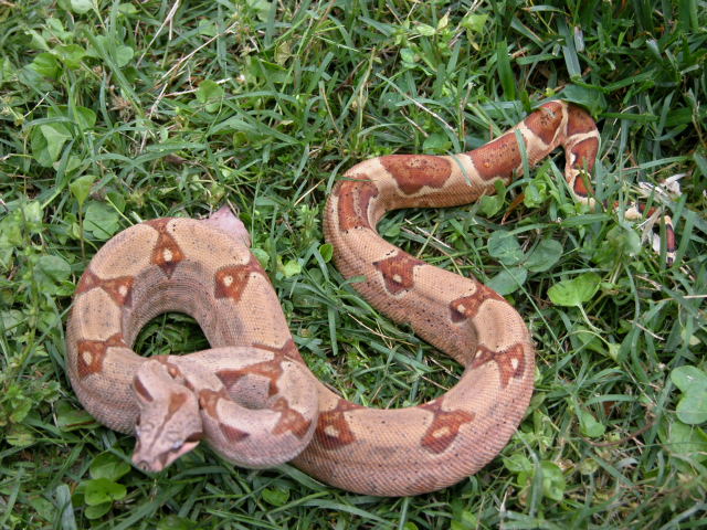 05 HYPO