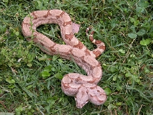 05 HYPO