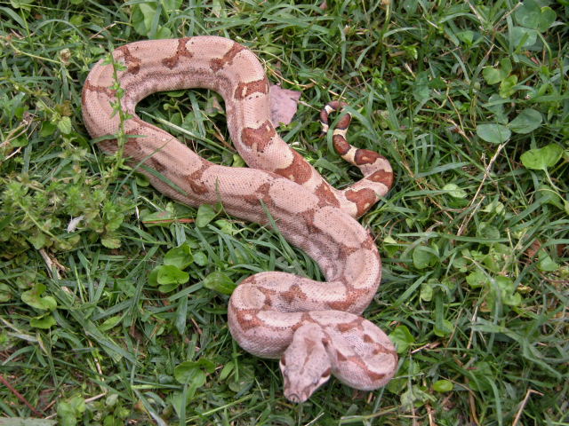 05 HYPO
