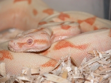 Coral Glow