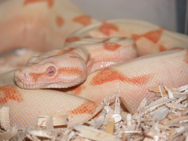 Coral Glow