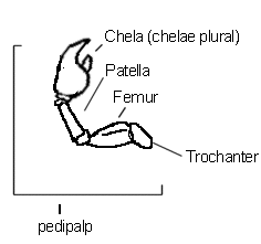 pedipalps