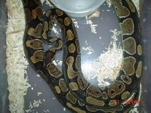 Breeding Ball Pythons