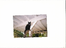 Crazy Cat