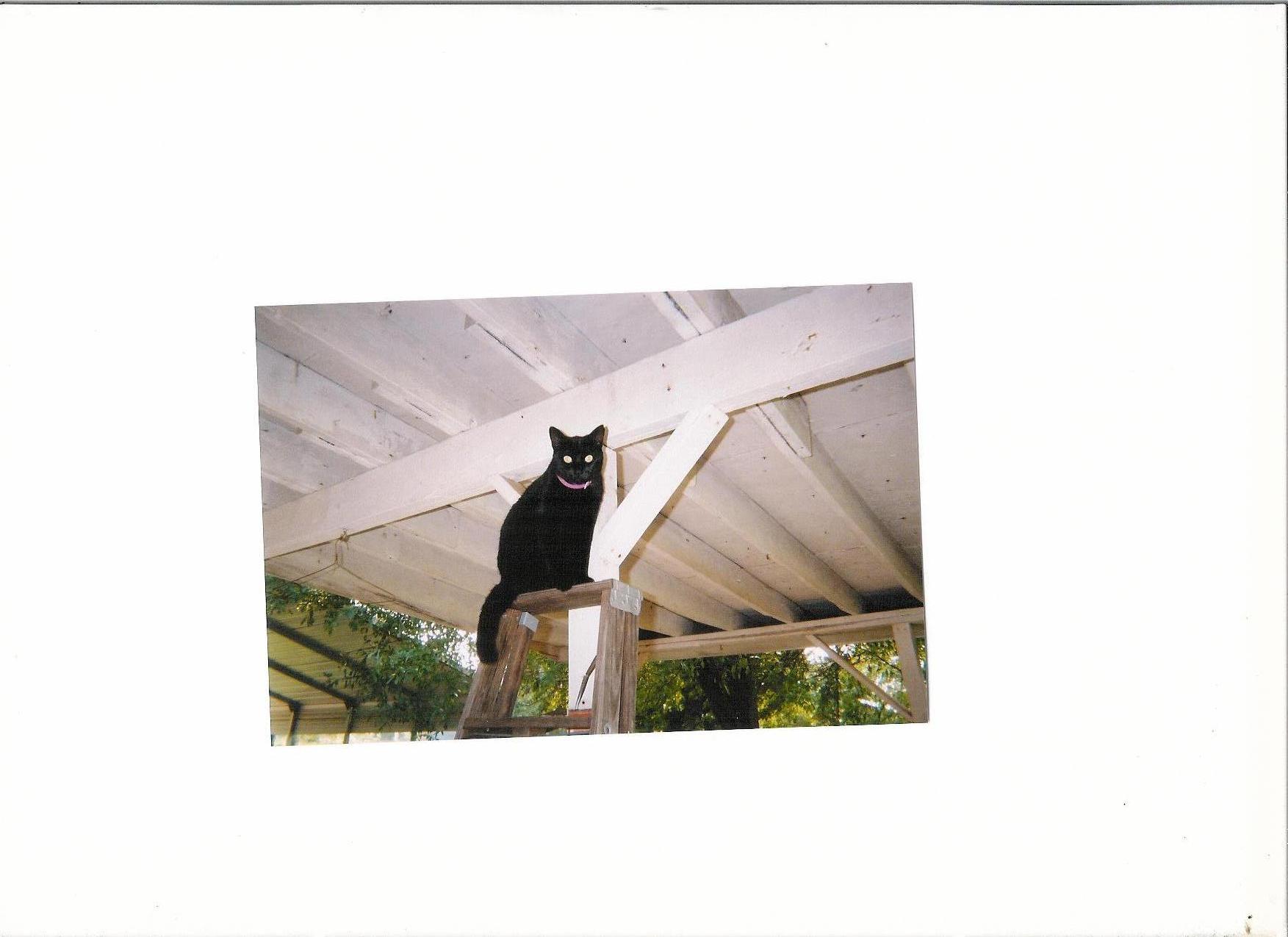 Crazy Cat