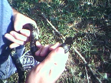 Eastern Kingsnake