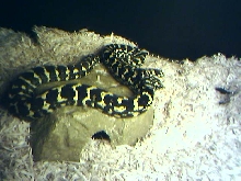 Izabella after shed