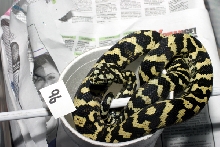 My first python