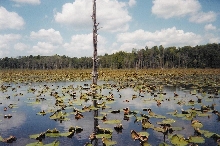 Lilly Pad Lake