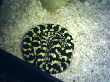 Jungle carpet python