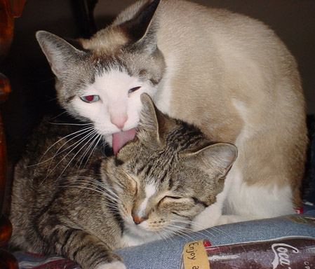 Malkin Licks Her Mama