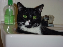 Cute Boy In A Sink