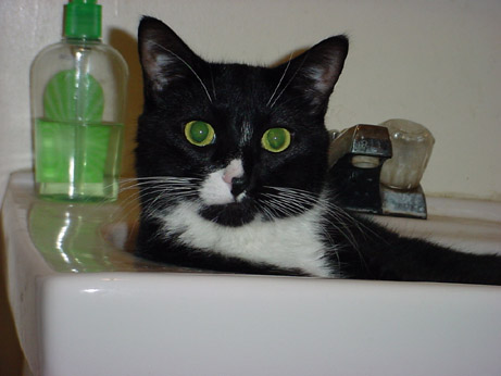 Cute Boy In A Sink