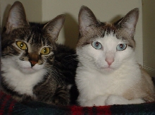 The Beautiful Sisters, Wicket and Graymalkin