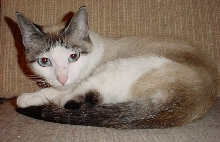 Little Malkin Blue Eyes