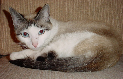 Little Malkin Blue Eyes