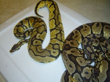 nice pastel2?