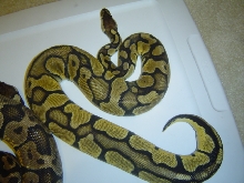 nice pastel?