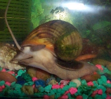 female apples snail