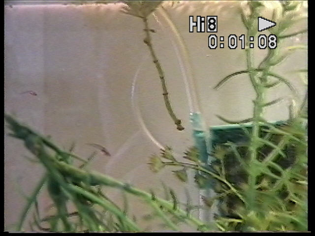 teeny tiny tadpole