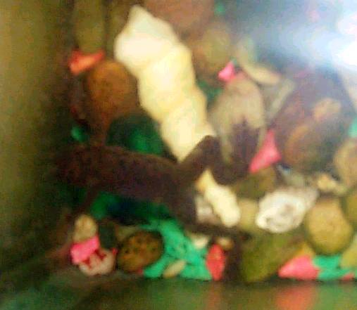 MY mister frog
