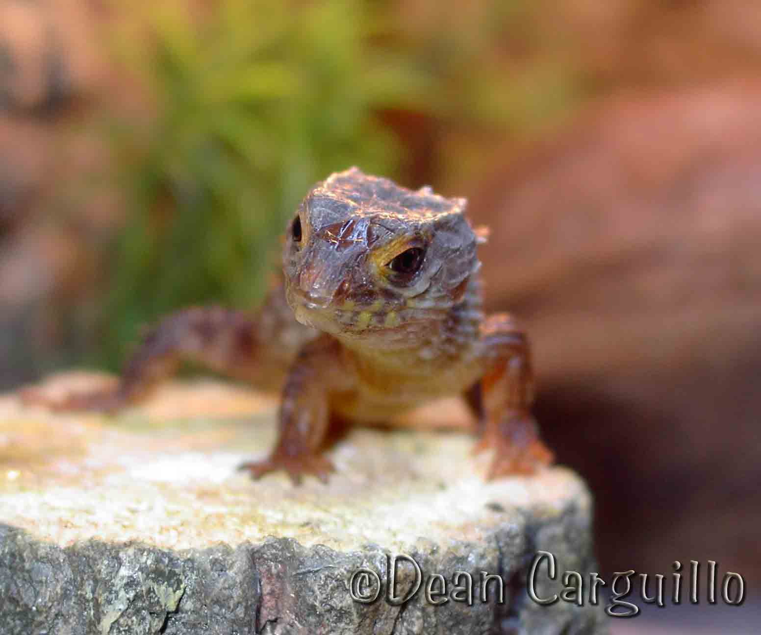 Baby T .Novaeguinae