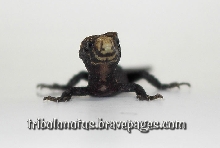 Bug Eyed Freak!