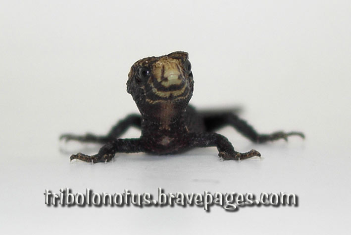 Bug Eyed Freak!