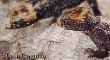 Tribolonotus babies