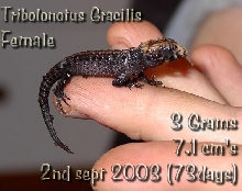 Details for Hatchling 002