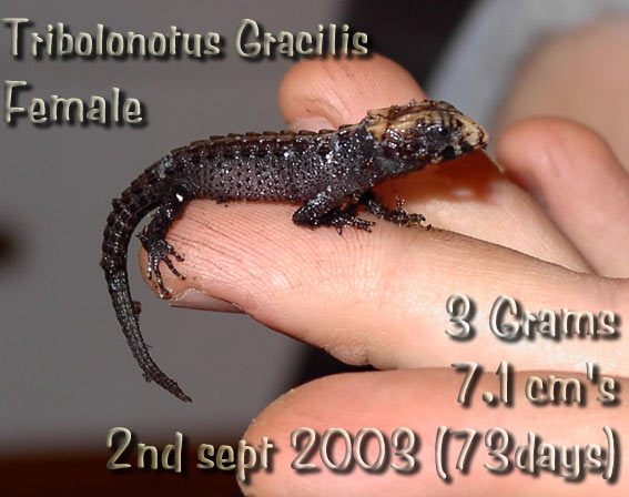 Details for Hatchling 002