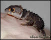 Young Male