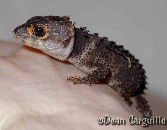 Young Male