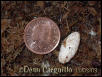 Tribolonotus Egg 03