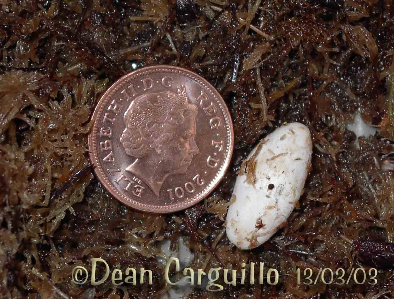 Tribolonotus Egg 03