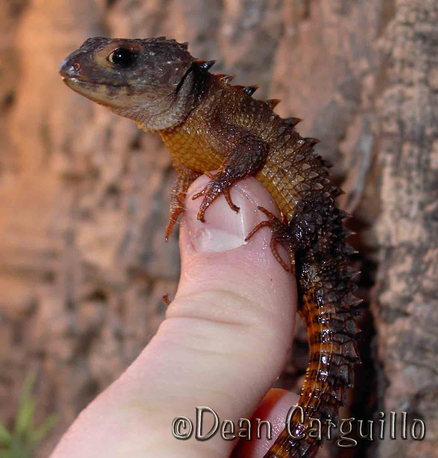 female-Novaeguinae