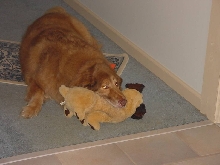 Woolie with his buddy
