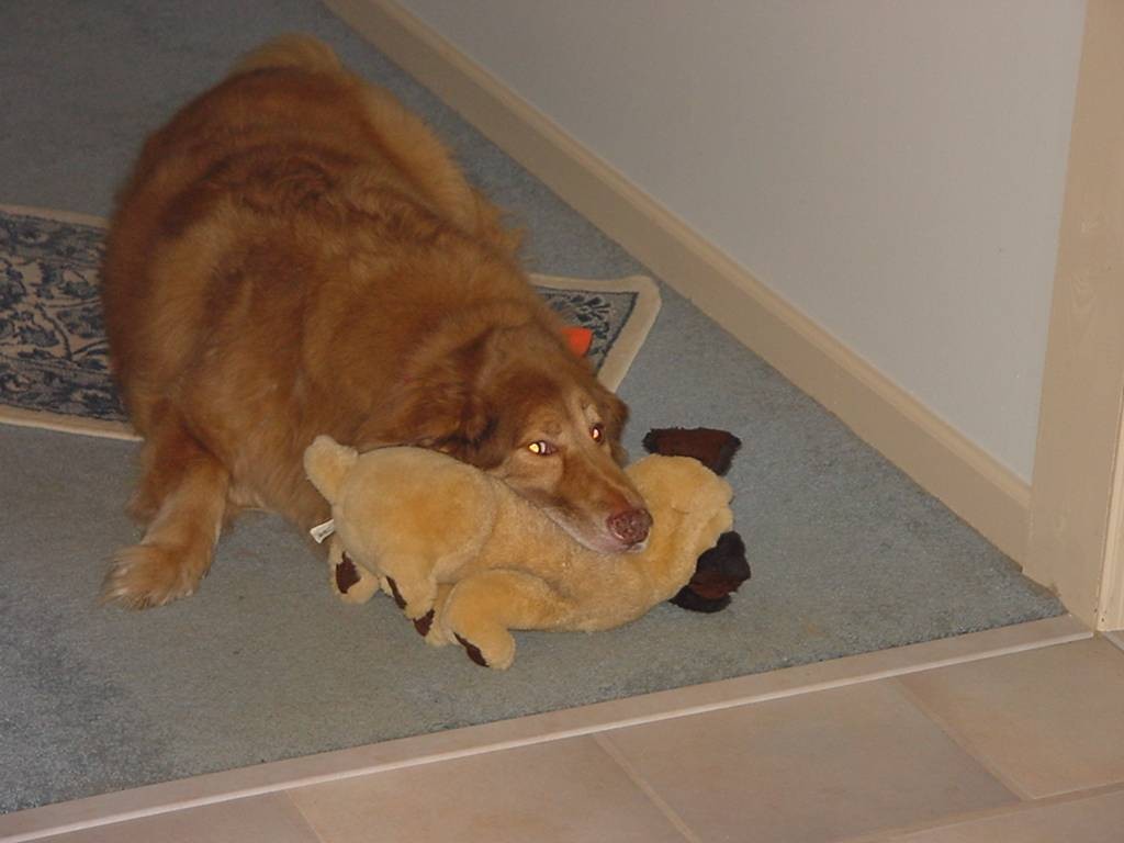 Woolie with his buddy